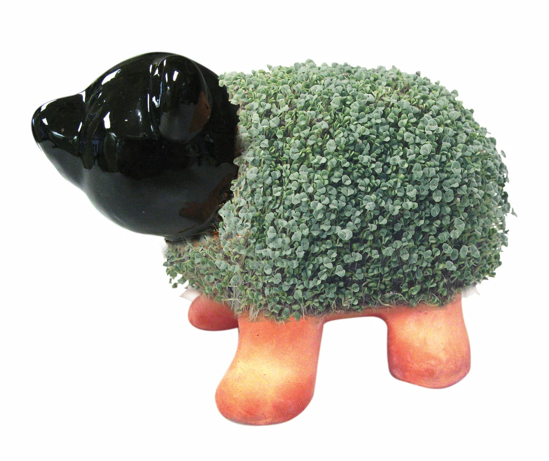 TVTimeDirect Chia Pets Chia Pet Planter - Pig 5 TVTimeDirect Chia Pets Chia Pet Planter - Pig