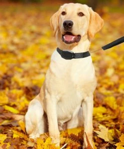 TVTimeDirect Lucky Leash- 2-n-1 Retractable Leash & Collar- L/ XL