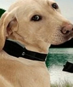 TVTimeDirect Lucky Leash- 2-n-1 Retractable Leash & Collar- L/ XL