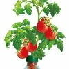 TVTimeDirect Petomato Tomato Plant