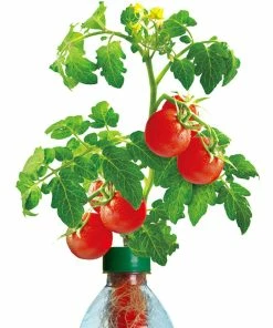 TVTimeDirect Petomato Tomato Plant