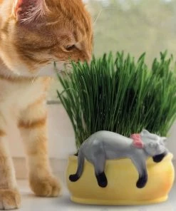 TVTimeDirect Chia Pet Planter - Cat Grass Snoozy Kitty Chia Pets